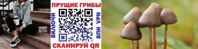 Псилоцибиновые грибы Psilocybe  Купить где  Заринск 